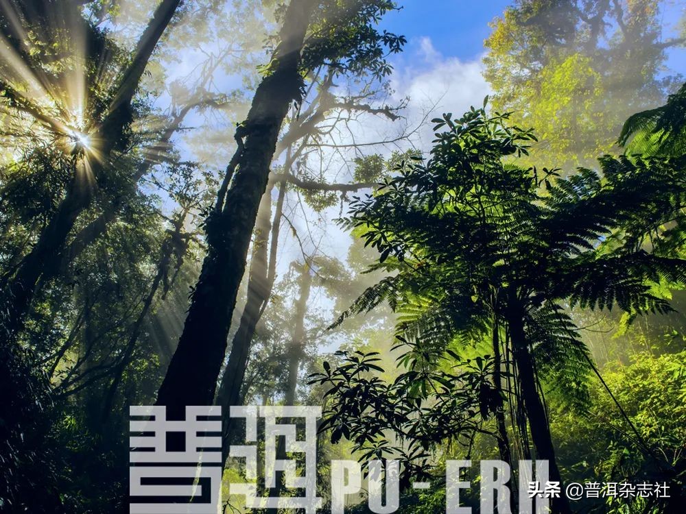 古树茶贵但贵的不一定是古树,古树茶好喝吗值得买吗知乎