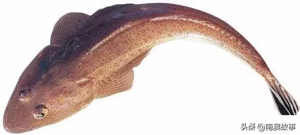 南澳渔民出海最常见的50种海鱼，都吃过，你就能退休了！