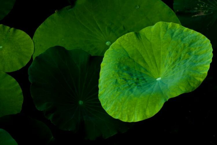 荷叶田田垂柳依依,荷叶田田杨柳依依