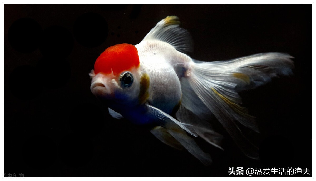 草金鱼身上有出血状红斑,金鱼身上有出血和炸鳞