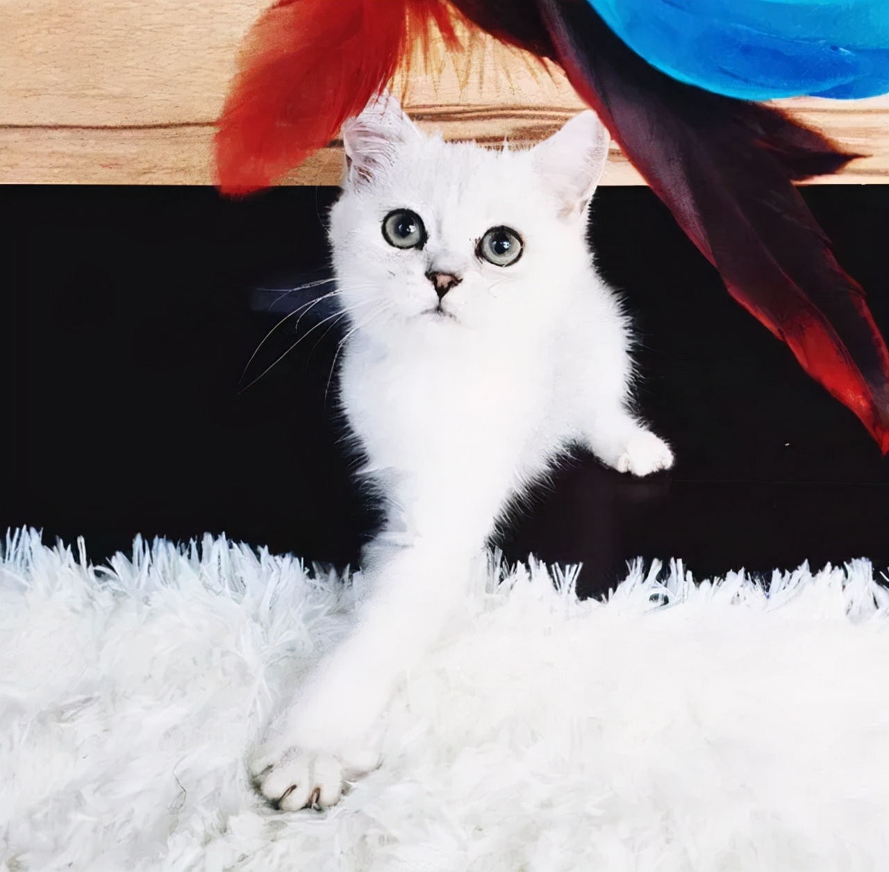 猫的终极凡尔赛：你的屏幕放不下我的腿