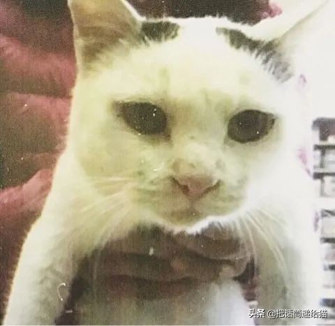 当小猫咪遇上大型犬,当小猫咪遇到大狗狗真是太温馨了
