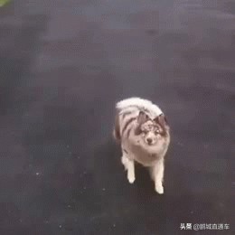 下雨过后路边为什么会出现蜗牛,深圳雨后出现非洲大蜗牛怎么处理