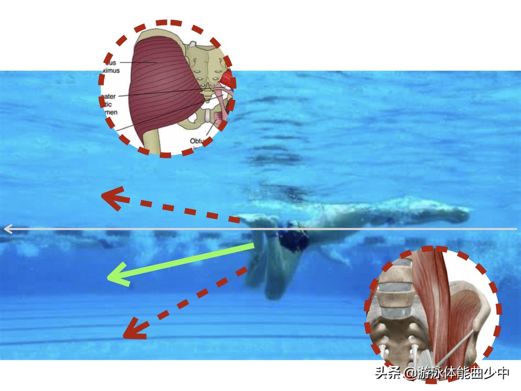 蛙泳的手脚技术动作和练习方法,蛙泳的腿部动作要领图解陆地