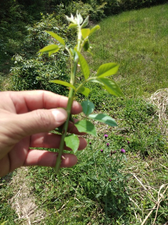爬山摘覆盆子,汤溪摘覆盆子