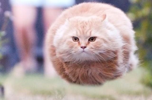 猫咪养胖用什么猫粮,猫咪养胖