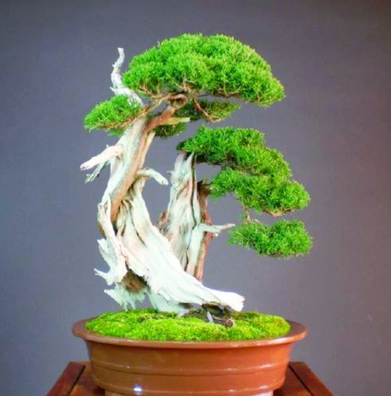 柏树桩盆景的造型,柏树舍利杆与枝条怎么完美过渡