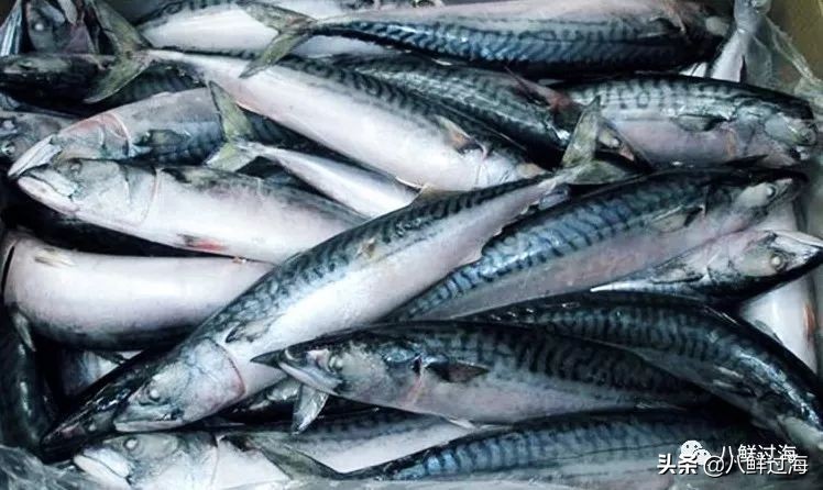 青花鱼跟鲐鲅鱼,青花鱼和鲐鲅鱼的区别