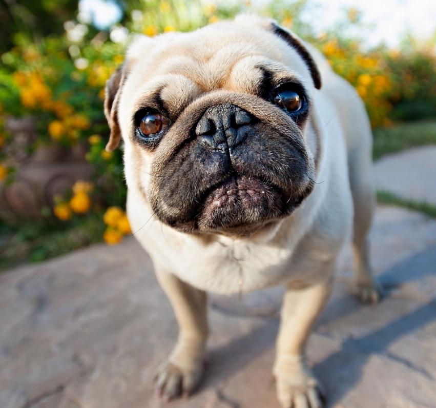 适合小学生养的狗最便宜的小型犬,智商最高的狗狗品种小型犬