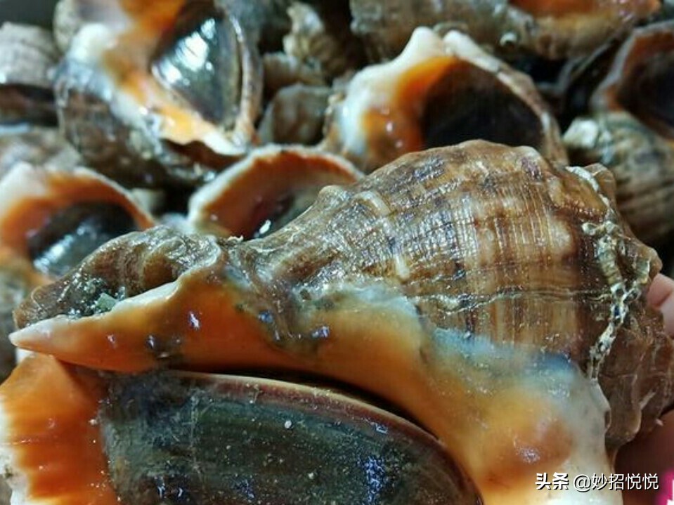 怎么挑选海螺最好,海螺挑选方法