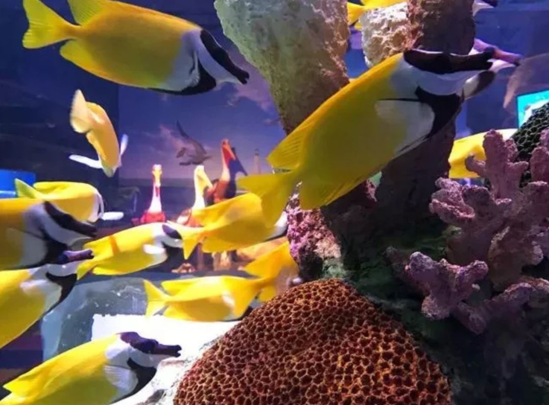 南京海底世界小朋友要票吗,南京海底世界99元一大一小套票