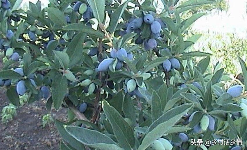 20公分的红橘树多少钱一棵,长白山蓝果多少钱一斤