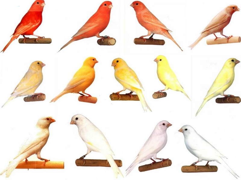 一种来自非洲的野鸟，被人工繁育出数百个品种，惊艳了整个世界