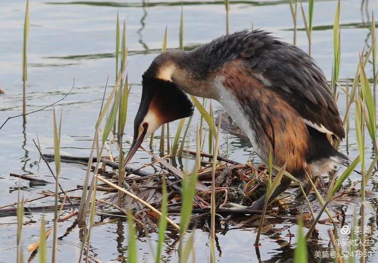 凤头鸊鷉粤语,斑头雁飞得最高的鸟
