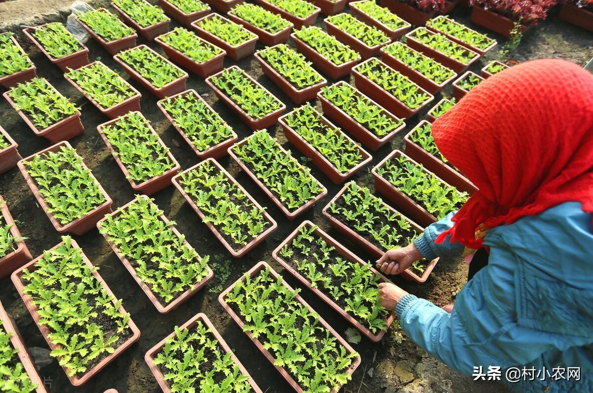 适合农村创业的29个项目,2022乡镇致富新项目