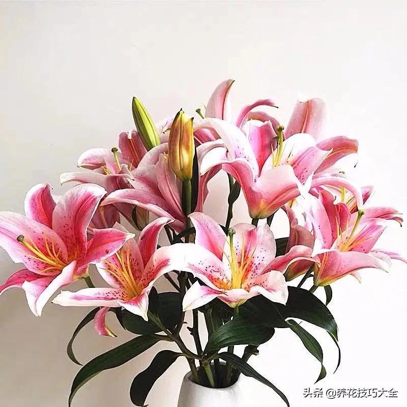 什么品种的香水花最好养,10种最香的香水花