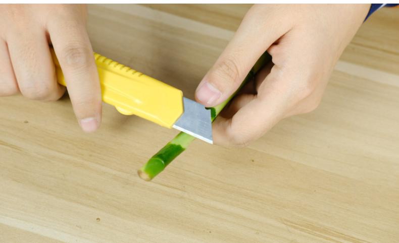 富贵竹爱长红蜘蛛吗,富贵竹黄叶爱喝什么水