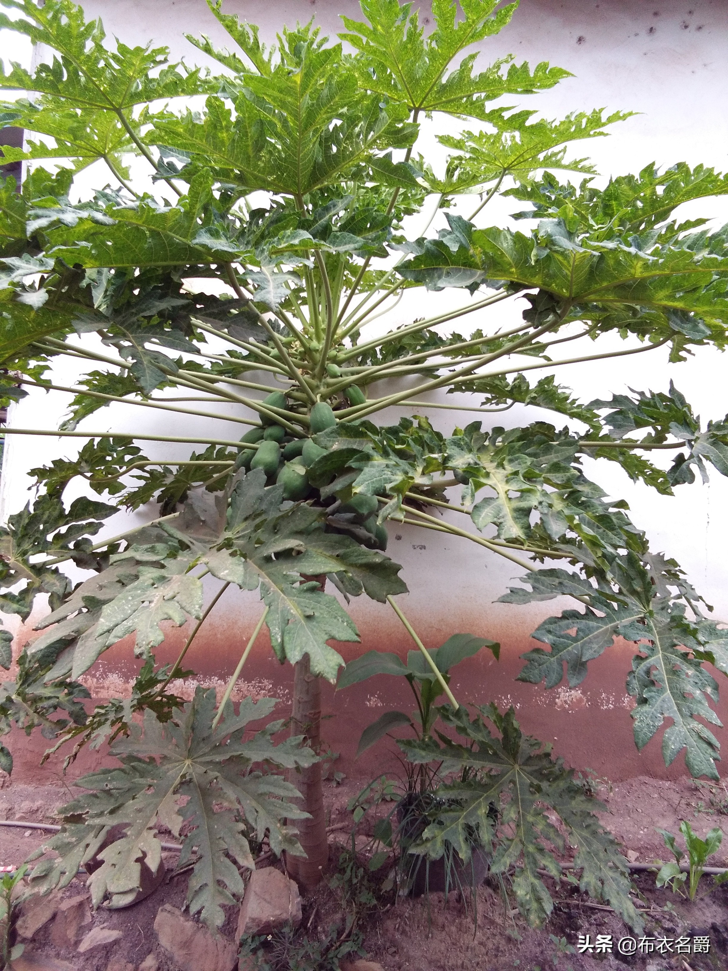 兽医宝典:能繁母猪产科疾病防治实践经验推广