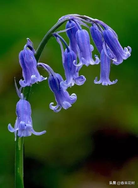 神奇的植物图片及介绍大全,十大最好的神奇植物
