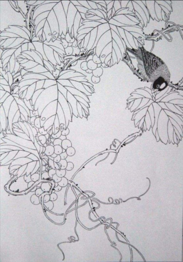 工笔勾线葡萄的画法,工笔画葡萄的上色画法步骤