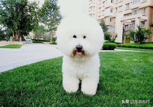 马尔济斯犬脸毛发红色,马尔济斯犬比熊犬