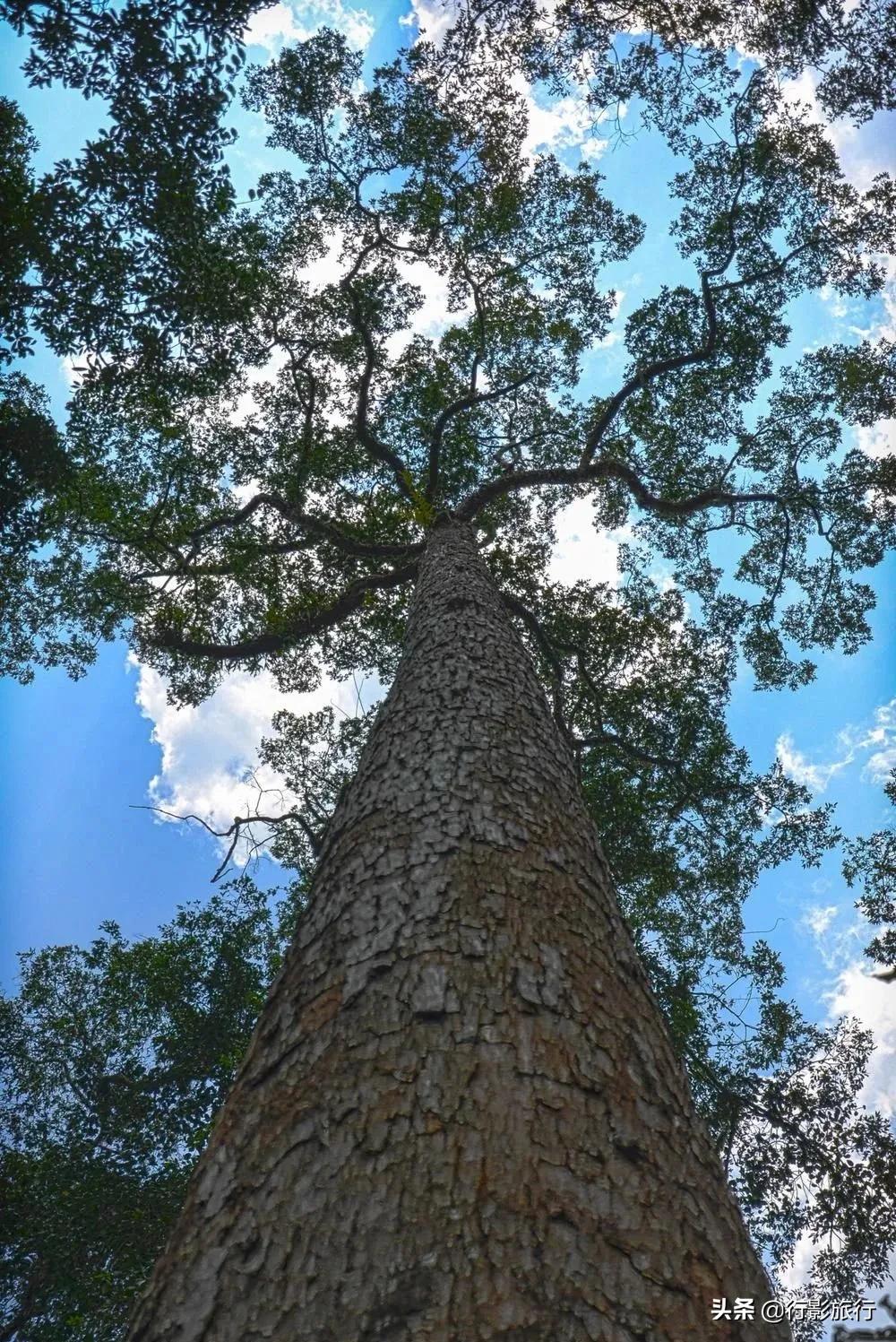 介绍一下云南的西双版纳,云南西双版纳的介绍景点