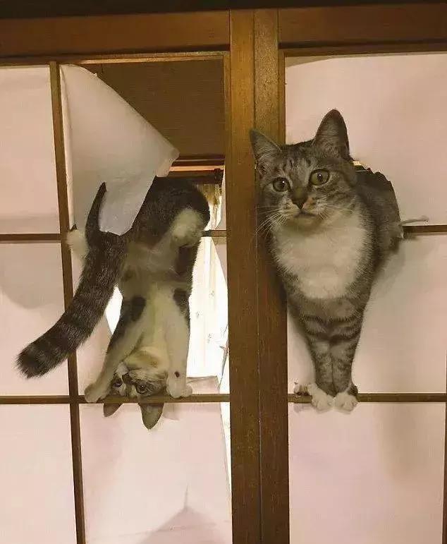 网友哭了：抓破沙发、抓坏窗帘，猫咪为什么那么喜欢到处磨爪子？