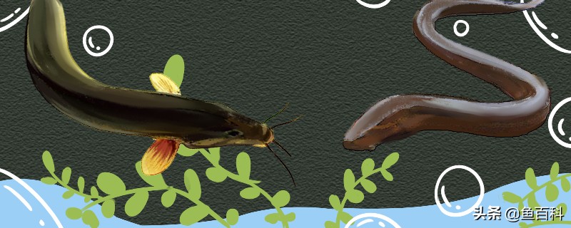 泥鳅刺多吗适合孩子吃吗,刺泥鳅浑身是刺