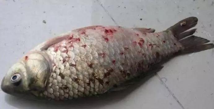 锚头鳋病症状,锚头鳋治好了症状是怎么样的