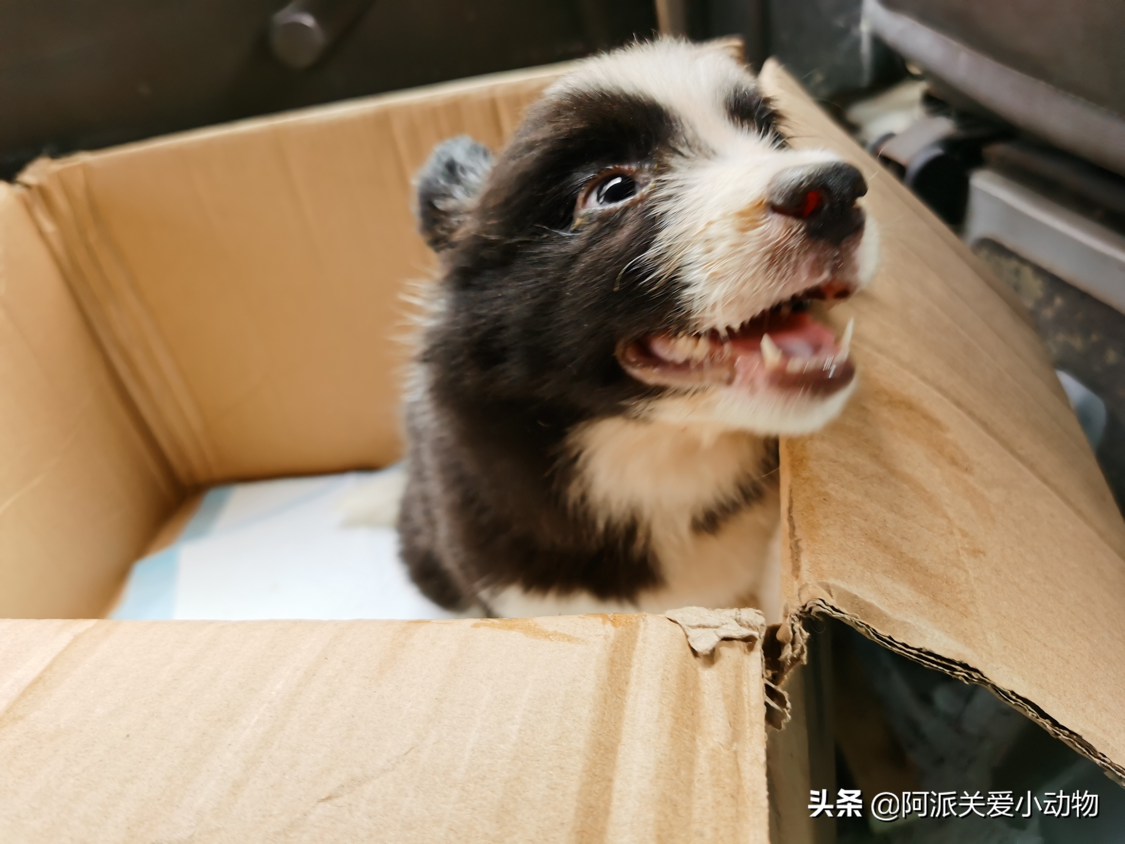 卡布：来自一只三个月大的边境牧羊犬，一封遗留在人间的草稿