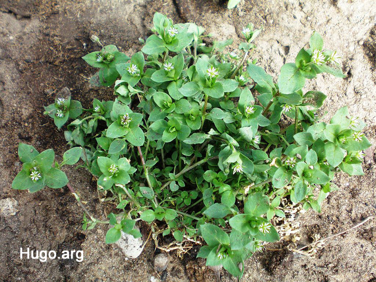 陆龟最喜欢的蔬菜,陆龟爱吃什么
