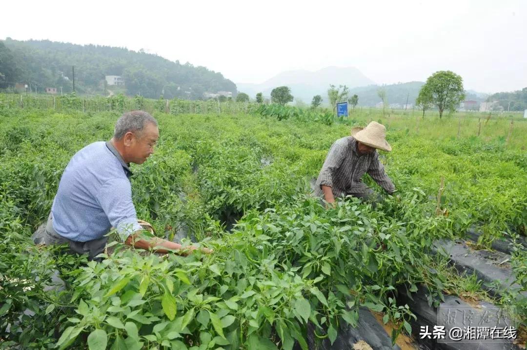鎺ㄨ繘浜т笟鎵惰传,浜т笟鎵惰传閾哄氨鑷村瘜涔嬭矾