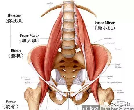 瑜伽莲花盘坐的功效,瑜伽为什么要练习莲花盘坐