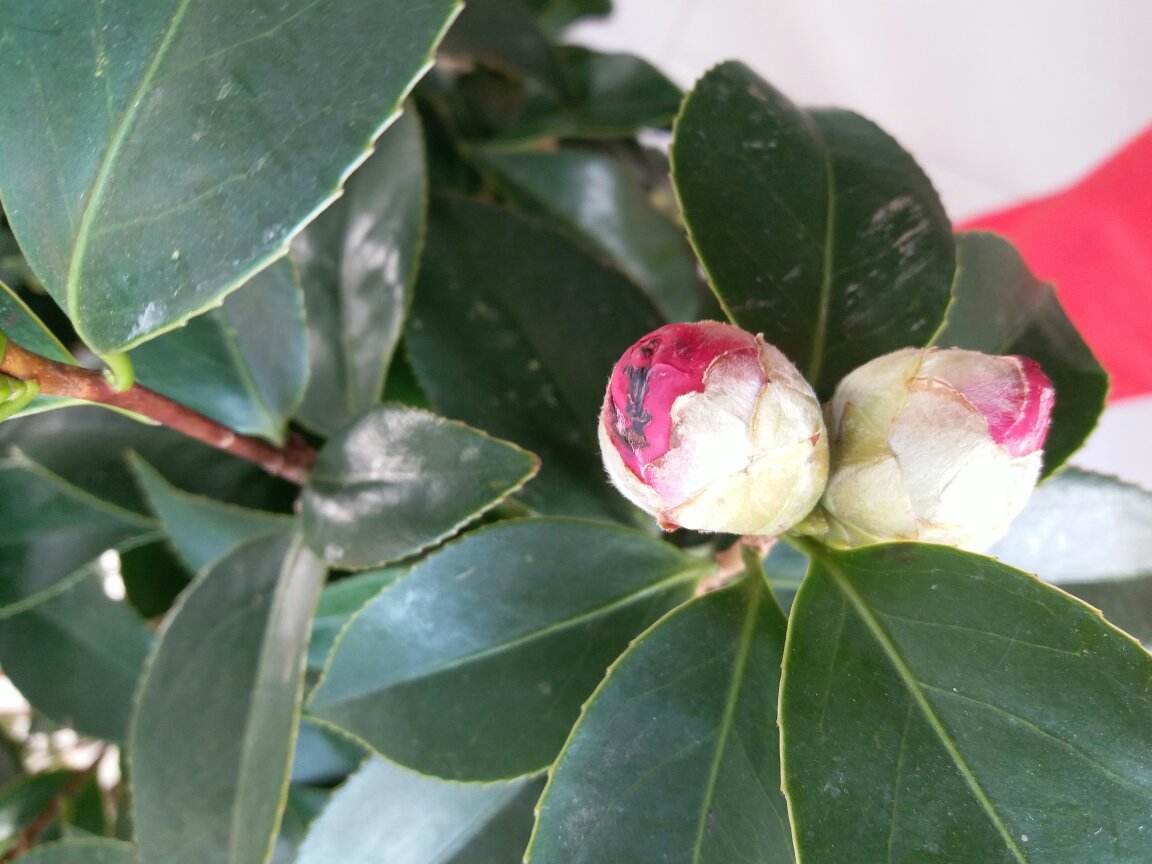 花蕾掉了怎么回事,茶花开花后掉光怎么回事