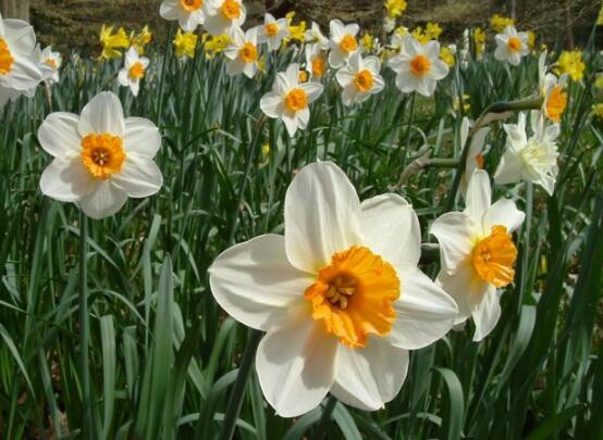 水仙花烂根怎么修理,水仙花烂根的原因及解决方法