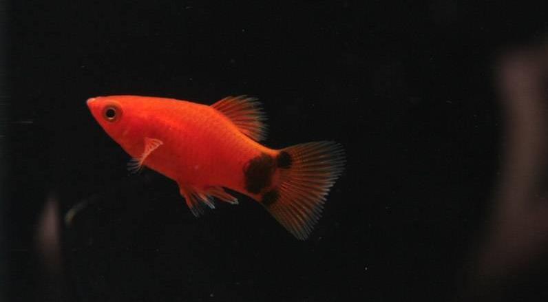 月光鱼好看吗值得养吗,月光鱼适合水质