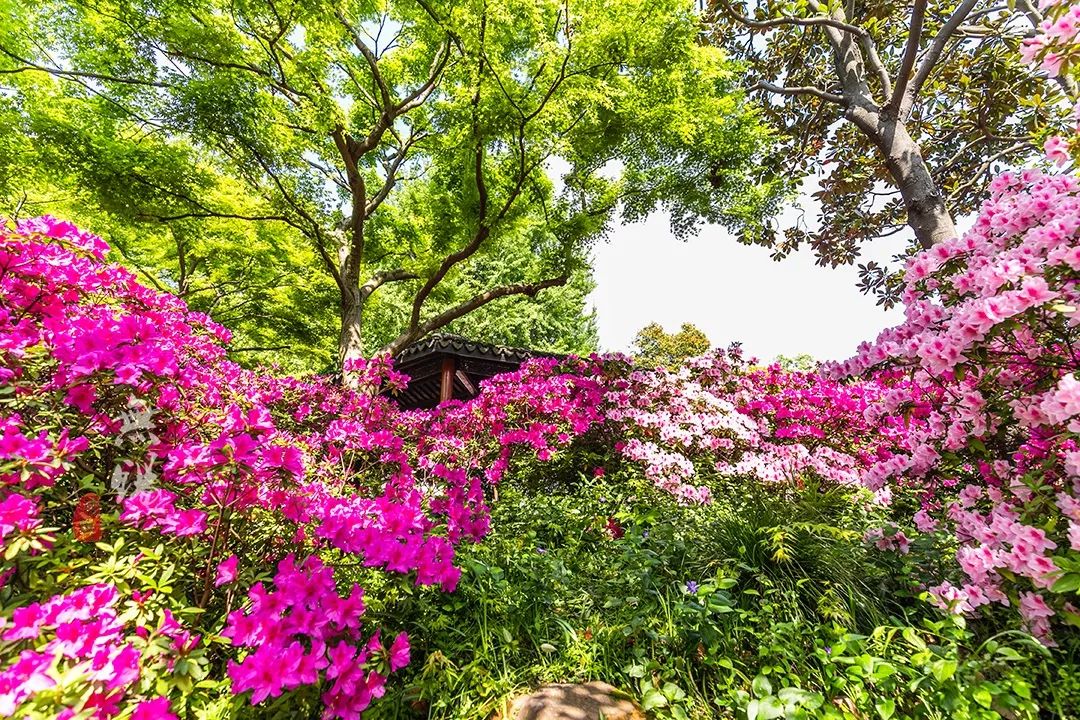 惠山古镇天下第二泉竹筒茶,惠山古镇天下第二泉