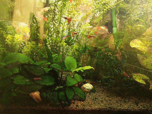 草缸除藻类的最好方法,草缸除褐藻最佳方法