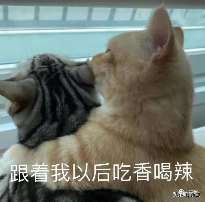 钟楚曦给网红化妆,钟楚曦百变波点