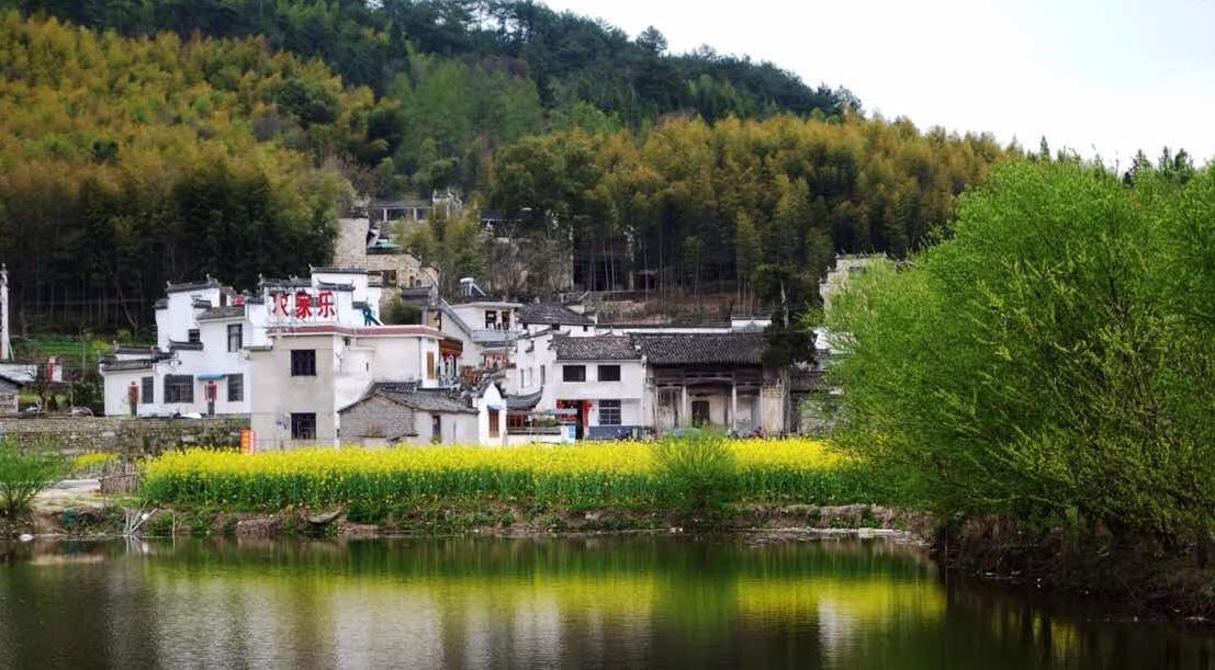 歙县观赏油菜花经典路线,歙县自驾游婺源看油菜花车停哪里