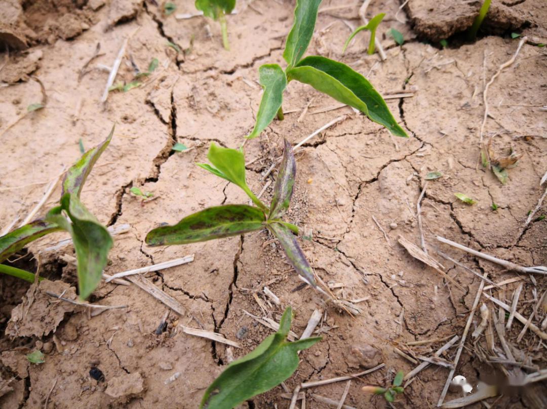 半夏病害该如何防治,半夏三熟种植技术