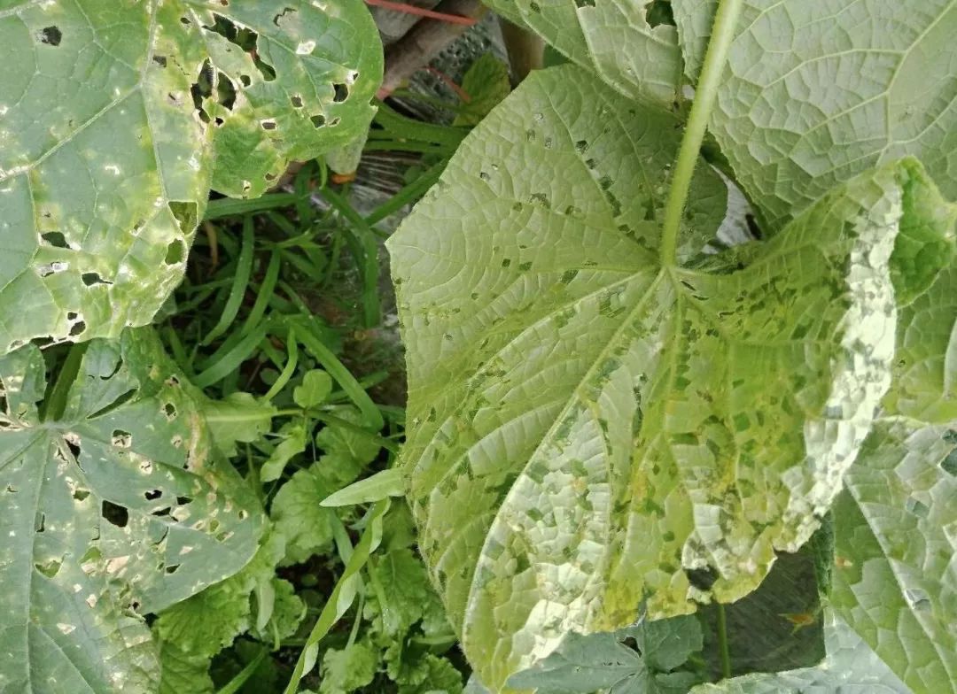 黄瓜的常见病害不包括什么,黄瓜病害清晰图谱大全详解