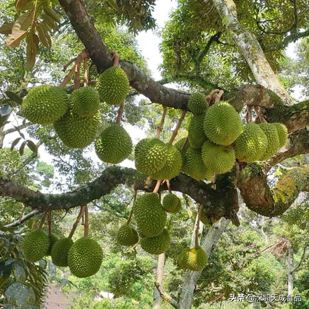 泰国好吃榴莲干,泰国最好吃的榴莲干