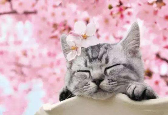 猫狗体外驱虫把虫驱到哪里去了,猫狗驱虫正确姿势