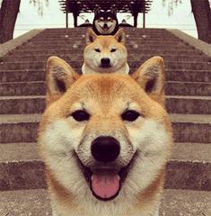 小狗老是跳起来双腿推主人,小狗跳起来咬大狗脚