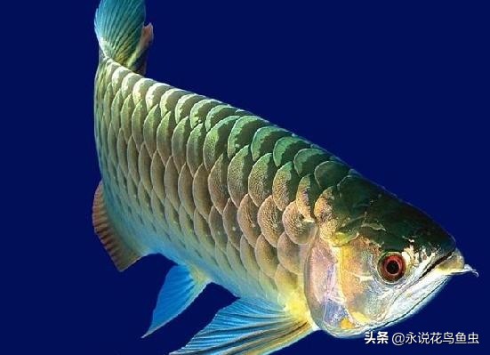 龙鱼不爱游动用什么治疗,龙鱼不爱吃食有点撞缸怎么回事