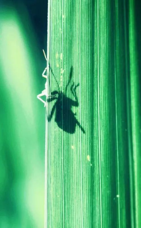 手机拍出的大片摄影作品,手机拍作品好看又高清