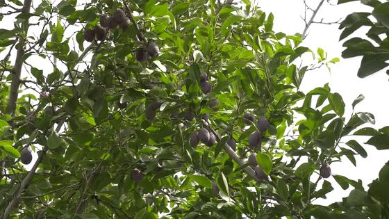 「乡村振兴」西梅喜获丰收为农民带来好“钱景”