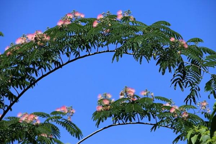 *欢合**花：花美叶美、有色有香的*欢合**花，管理与栽培