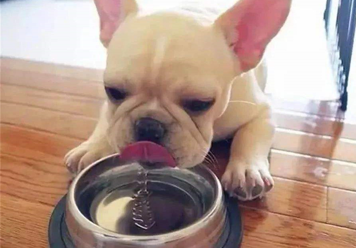 怎么避免狗狗得肾衰竭,狗狗肾衰竭和尿毒症的区别是什么